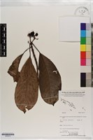 登錄號:S203519藏品圖，第1張