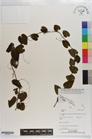 登錄號:S203520藏品圖，第1張