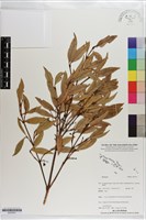 登錄號:S203521藏品圖，第1張