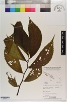 登錄號:S203523藏品圖，第1張