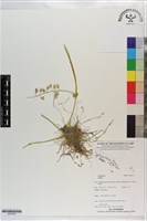 登錄號:S203524藏品圖，第1張