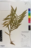 登錄號:S203525藏品圖，第1張