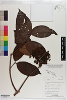 登錄號:S203526藏品圖，第1張