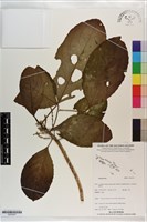 登錄號:S203527藏品圖，第1張