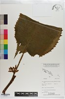 登錄號:S203528藏品圖，第1張
