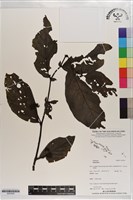 登錄號:S203529藏品圖，第1張