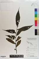 登錄號:S203530藏品圖，第1張