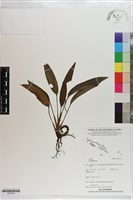 登錄號:S203532藏品圖，第1張