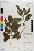 登錄號:S203534藏品圖，第1張