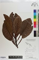 登錄號:S203535藏品圖，第1張