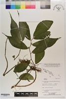 登錄號:S203536藏品圖，第1張