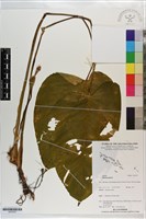 登錄號:S203537藏品圖，第1張