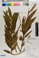 登錄號:S203539藏品圖，第1張