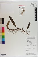 登錄號:S203540藏品圖，第1張