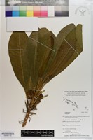 登錄號:S203541藏品圖，第1張
