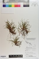 登錄號:S203542藏品圖，第1張