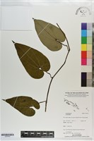 登錄號:S203543藏品圖，第1張