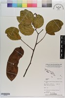 登錄號:S203544藏品圖，第1張