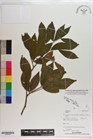 登錄號:S203545藏品圖，第1張