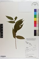 登錄號:S203546藏品圖，第1張