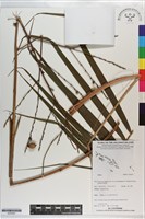 登錄號:S203547藏品圖，第1張