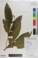 登錄號:S203548藏品圖，第1張