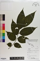 登錄號:S203549藏品圖，第1張