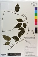 登錄號:S203550藏品圖，第1張