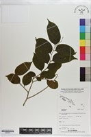 登錄號:S203551藏品圖，第1張