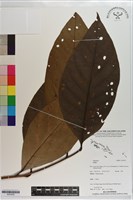 登錄號:S203552藏品圖，第1張