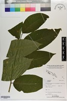登錄號:S203553藏品圖，第1張
