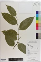 登錄號:S203554藏品圖，第1張