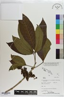 登錄號:S203555藏品圖，第1張