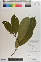 登錄號:S203556藏品圖，第1張