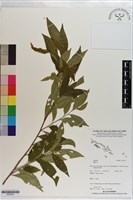 登錄號:S203557藏品圖，第1張