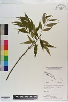 登錄號:S203558藏品圖，第1張