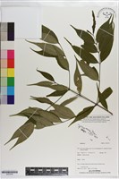 登錄號:S203559藏品圖，第1張