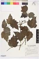 登錄號:S203578藏品圖，第1張