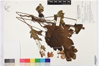 登錄號:S203585藏品圖，第1張