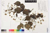 登錄號:S203586藏品圖，第1張
