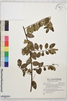 登錄號:S203613藏品圖，第1張