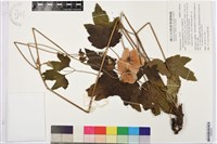 打破碗花花藏品圖，第1張