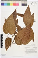登錄號:S203629藏品圖，第1張