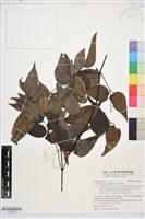 小蓑衣藤藏品圖，第1張