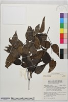 登錄號:S203631藏品圖，第2張