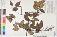 柱果鐵線蓮藏品圖，第1張