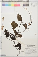 登錄號:S203634藏品圖，第1張