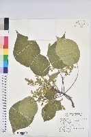 血桐藏品圖，第1張