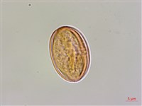 溪頭秋海棠藏品圖，第1張