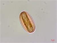 溪頭秋海棠藏品圖，第2張